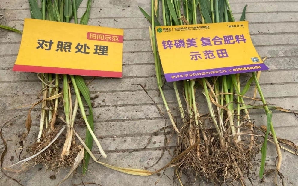 茎秆和根系对比：示范田根系更多， 且茎秆更粗壮.jpg