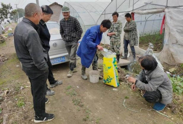 图片1图1 生姜施用洋丰硫生态级肥料，吸引周边种植户围观.jpg