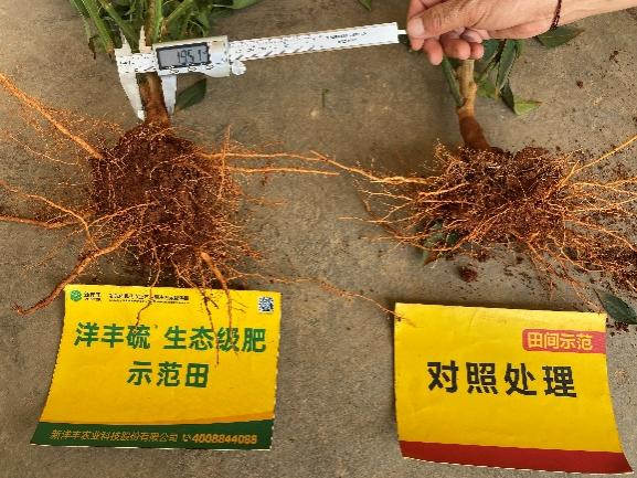 6月25日示范田根茎粗.jpg