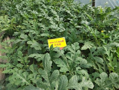 示范西瓜叶色浓绿、叶片宽厚、黄化少.jpg