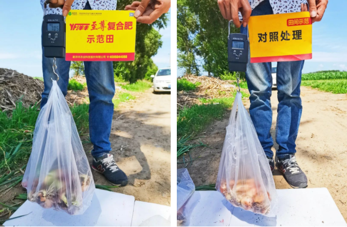 葱头重量对比.png