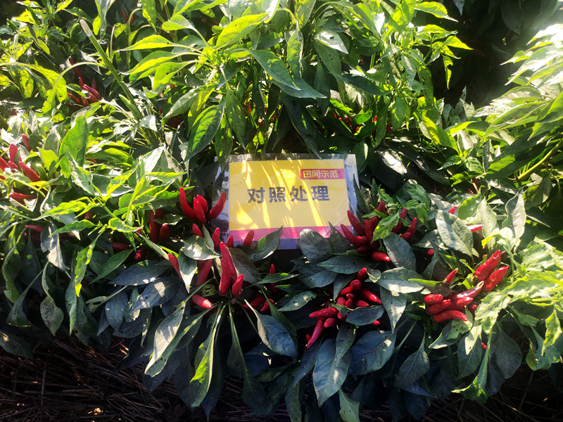 9月12日对照朝天椒嫩头多，椒果不均匀_副本.jpg